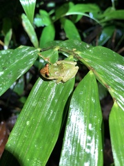 Pristimantis petersioides