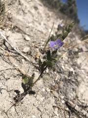 Phacelia viscida