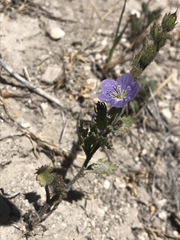 Phacelia viscida