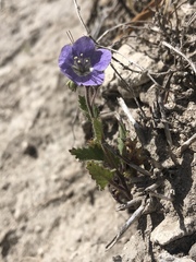 Phacelia viscida