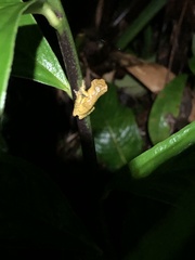 Dendropsophus parviceps