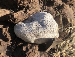 Calvatia fragilis