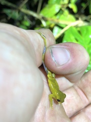 Dendropsophus parviceps