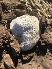 Calvatia fragilis