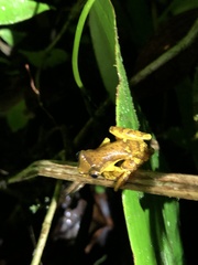 Dendropsophus sarayacuensis