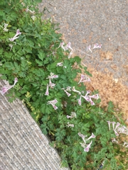 Corydalis edulis