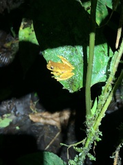Dendropsophus sarayacuensis