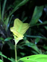 Dendropsophus parviceps