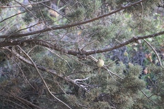 Empidonax difficilis insulicola