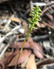 Genoplesium nigricans
