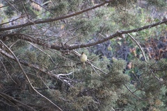 Empidonax difficilis insulicola