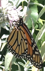 Danaus plexippus