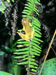 Dendropsophus sarayacuensis