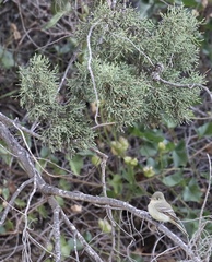 Empidonax difficilis insulicola