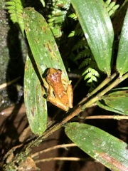 Dendropsophus sarayacuensis