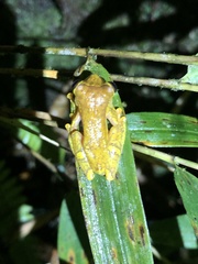 Dendropsophus sarayacuensis
