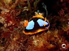 Chromodoris westraliensis
