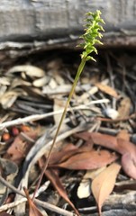 Genoplesium nigricans