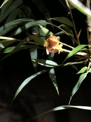 Dendropsophus sarayacuensis