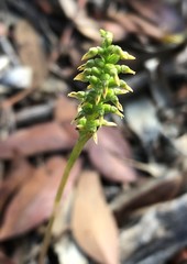 Genoplesium nigricans