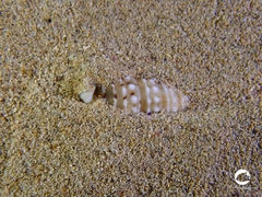 Rhinoclavis bituberculata