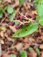 Gaultheria insana