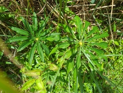 Arisaema consanguineum
