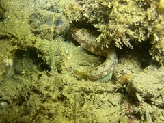 Rathbunella hypoplecta
