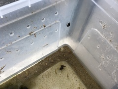 Bufo gargarizans