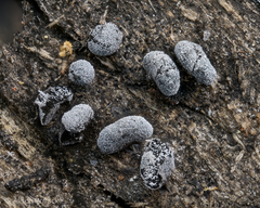 Physarum straminipes