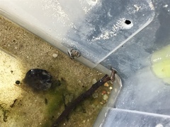 Bufo gargarizans