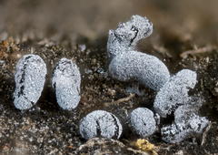 Physarum straminipes