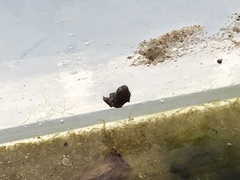 Bufo gargarizans