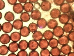 Physarum straminipes