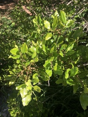 Rhamnus pirifolia