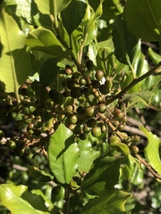 Rhamnus pirifolia