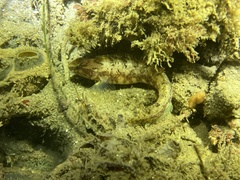 Rathbunella hypoplecta