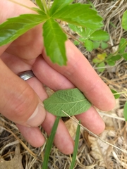 Calystegia spithamaea