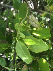Rhamnus pirifolia
