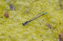 Paracercion calamorum