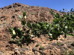 Cercocarpus betuloides blancheae