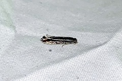 Nemapogon rileyi