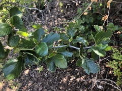 Cercocarpus betuloides blancheae