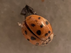 Harmonia axyridis