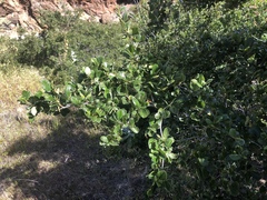 Cercocarpus betuloides blancheae