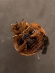 Harmonia axyridis