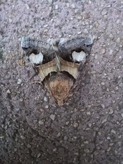 Drasteria pallescens