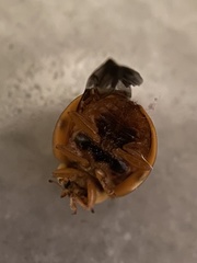 Harmonia axyridis