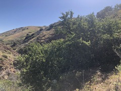 Cercocarpus betuloides blancheae