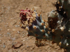 Opuntia basilaris treleasei